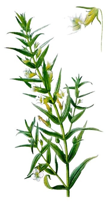 Gratiole Officinale